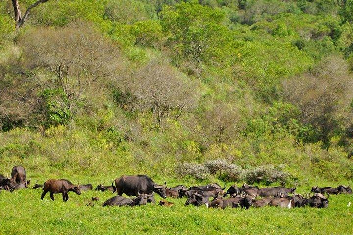 Arusha National Park Guided Day Tour from Arusha