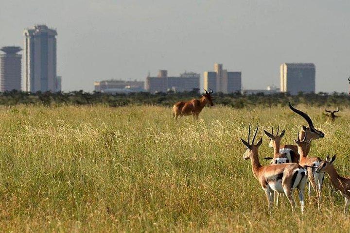 Half-Day Nairobi National Park Tour from Nairobi