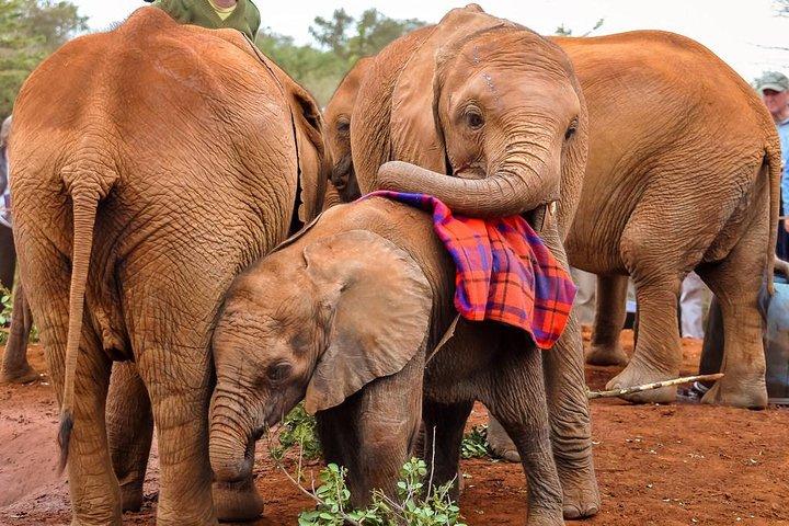 Half-Day Nairobi National Park Tour from Nairobi
