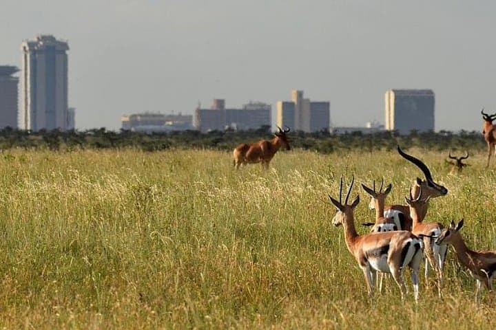 Day Tour Nairobi Museum, Giraffe Centre & Nairobi National Park