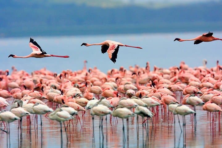 Full Day Lake Nakuru Park and optional boat ride on Lake Naivasha