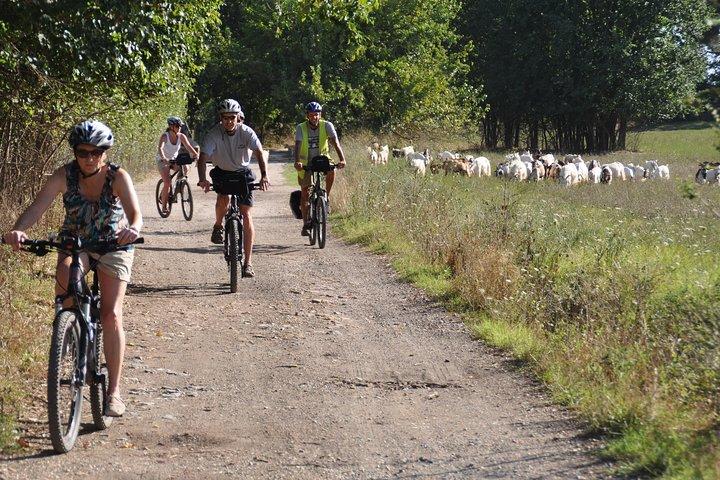 PRIVATE Appian Way and Lake Albano Ebike Tour with Italian Lunch