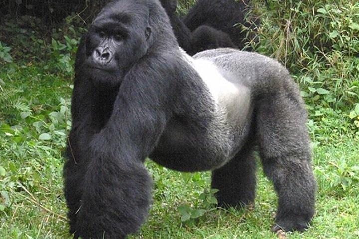 3 days Gorilla Trekking in Bwindi Inpenetrable national Park