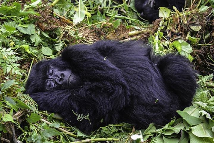 3 days Gorilla Trekking in Bwindi Inpenetrable national Park