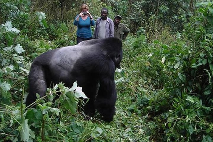 3 days Gorilla Trekking in Bwindi Inpenetrable national Park