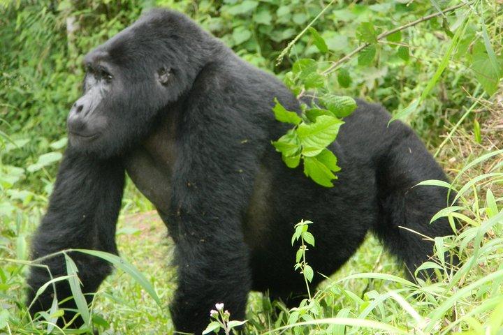 3 days Gorilla Trekking in Bwindi Inpenetrable national Park