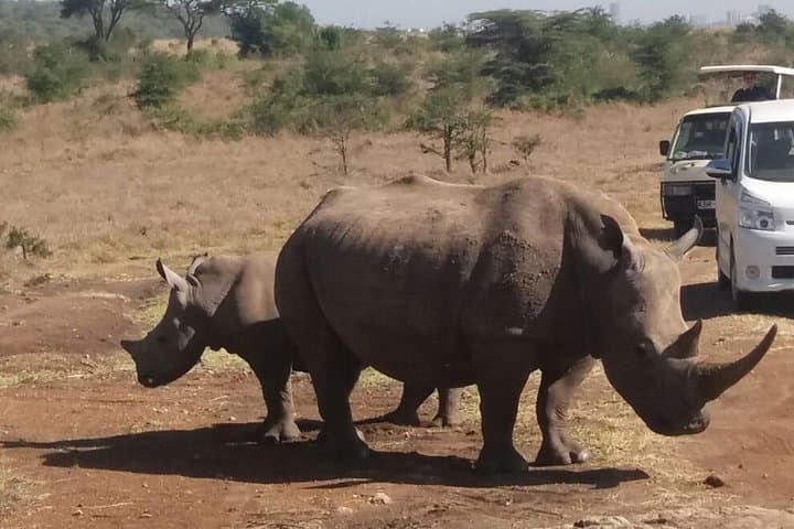 Nairobi National Park, Elephant Orphanage, Giraffe Centre Tour