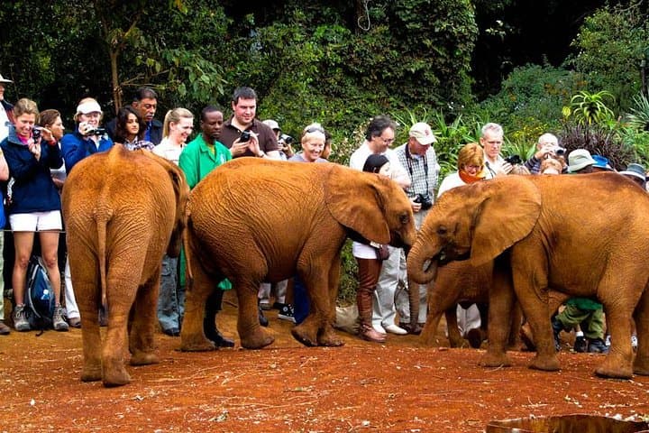 Nairobi National Park, Elephant Orphanage, Giraffe Centre Tour
