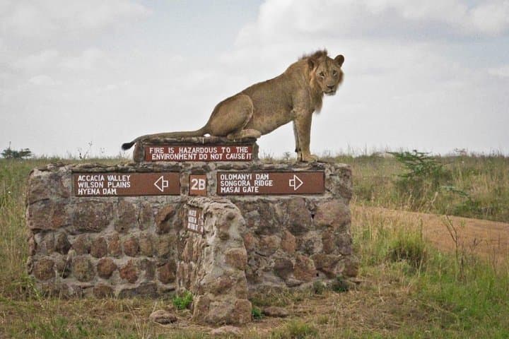 Early Morning Half Day Mini Safari To Nairobi National Park