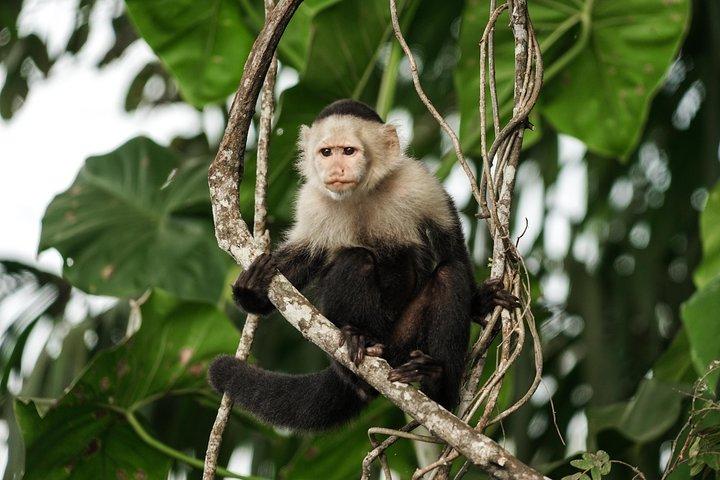 Monkey & Sloth Panama Canal Boat Safari with Casco Viejo Brunch