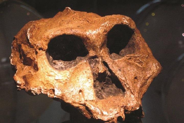 Cradle of Humankind & Sterkfontein Caves Tour