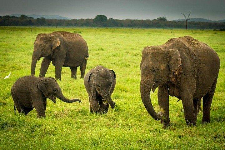 Kaudulla national park from Colombo inclusive of jeep safari