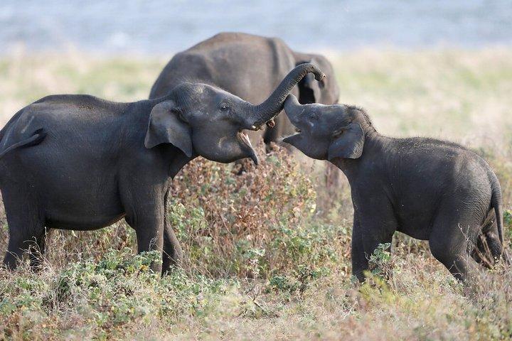 Kaudulla national park from Colombo inclusive of jeep safari