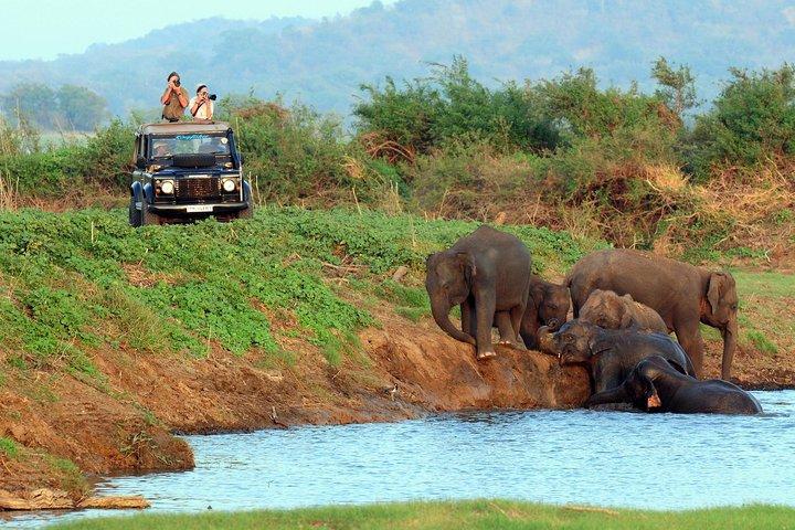 Kaudulla national park from Colombo inclusive of jeep safari