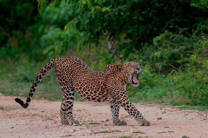 Udawalawe National Park Adventure