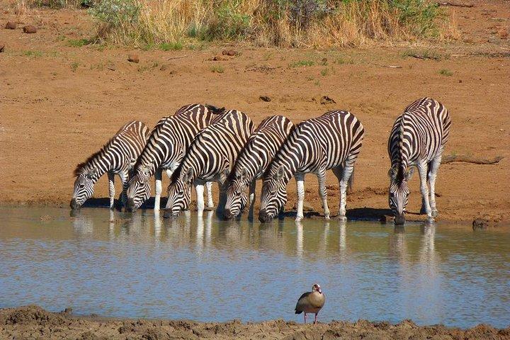 Pilanesberg Game Reserve 6 Hour Sunrise Safari from Johannesburg or Pretoria