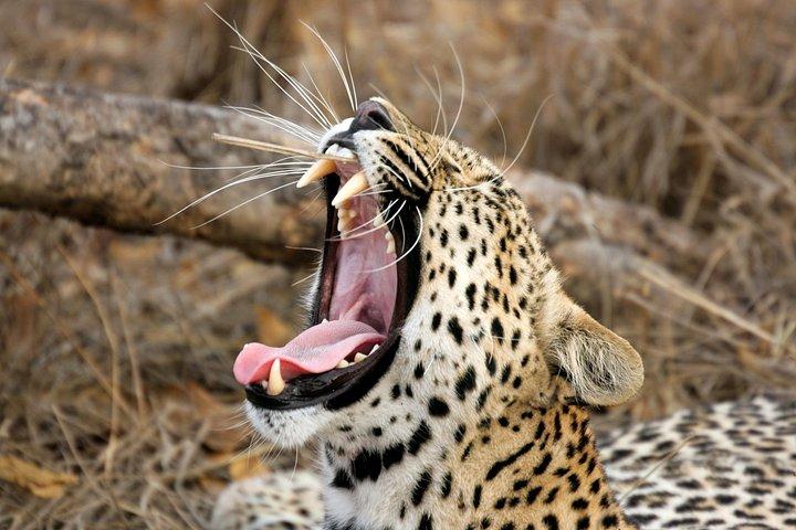 Yala Safari Tour from Hambantota Port (Shore Excursion)
