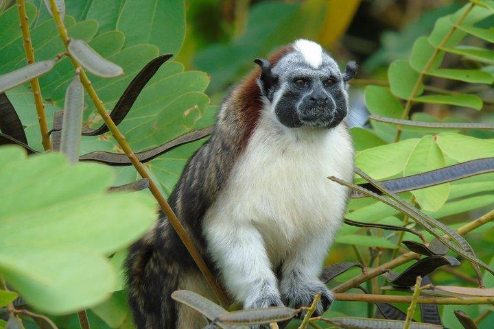 Gatun Lake: Monkeys & Exotic Wildlife by the Canal