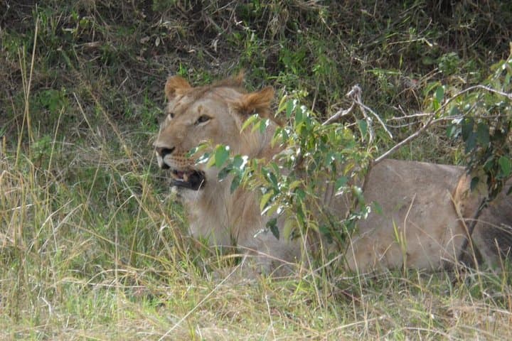 Amboseli National Park Day Tour from Nairobi