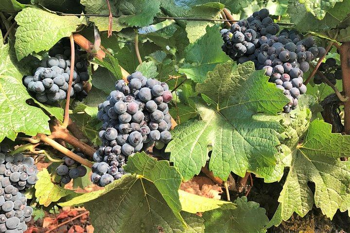 Willamette Valley Wine Tour from Portland