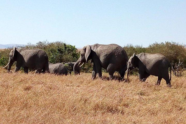 Olpejeta conservancy Day tour