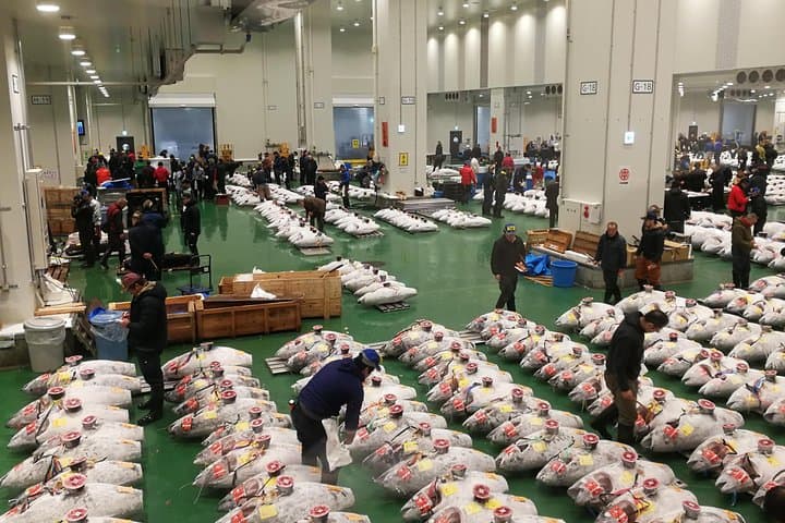 Complete Tuna Auction & Toyosu Market Tour with Fumi