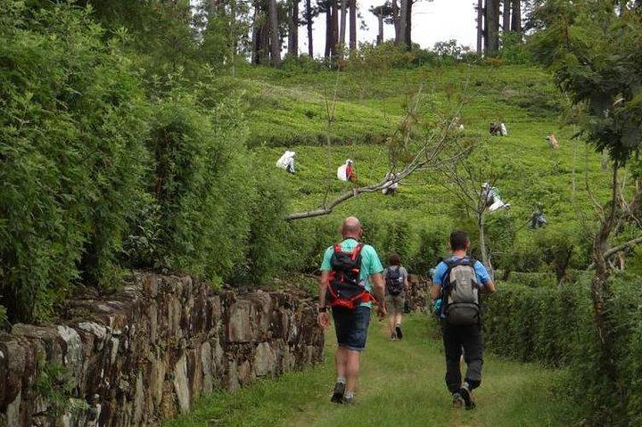 Trekking & Picnic in The Tea Plantation From Ella, Haputale & Bandarawela
