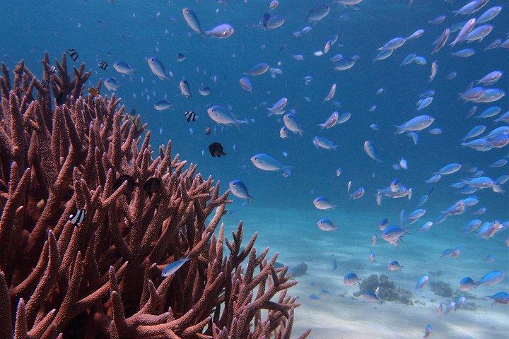 Half Day Snorkel 2.5hr Turtle Tour on the Ningaloo Reef, Exmouth