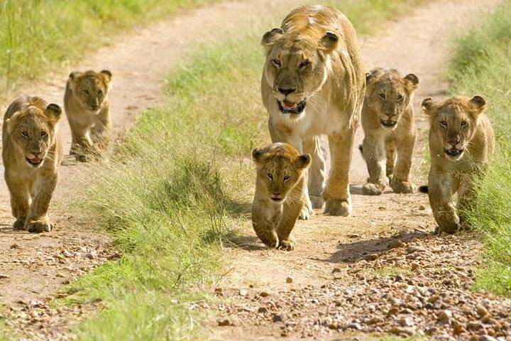 6 Days Mount Kenya, Aberdare, Lake Bogoria, Baringo, Lake Nakuru, Masai Mara