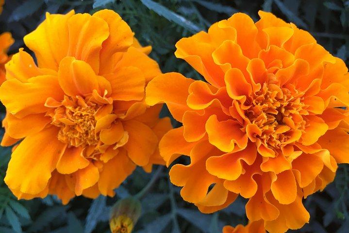 Miracle Garden & Butterfly Garden with Ticket & Private Transfers
