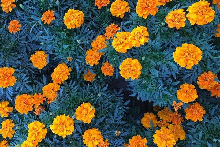 Miracle Garden & Butterfly Garden with Ticket & Private Transfers