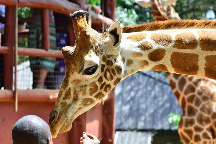 Karen Blixen Museum & Giraffe Centre Half day tour