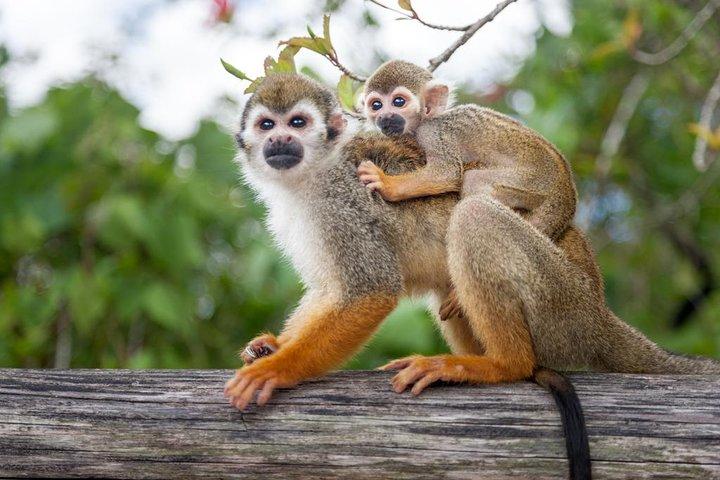 Monkeyland and Plantation Safari Tour from Punta Cana