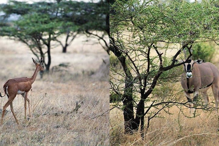 7 Day Maasai Mara, Lake Nakuru, Lake Naivasha and Samburu Safari