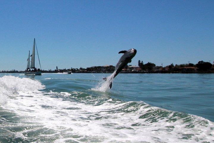 Dolphin Racer Adventure Cruise in St. Pete