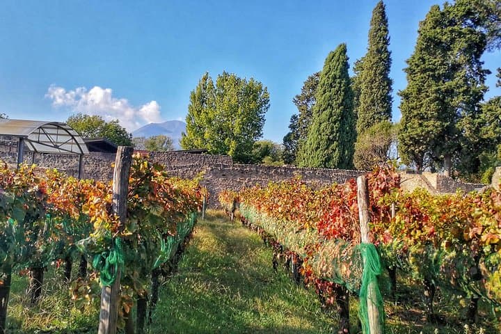 Private Tour: Pompeii & Wine Tasting at the Slopes of Mt Vesuvius
