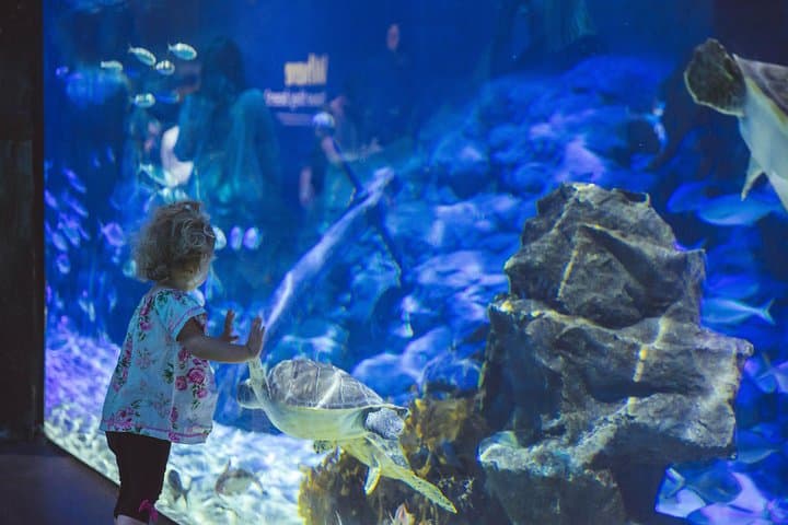 SEA LIFE Kelly Tarlton's General Admission