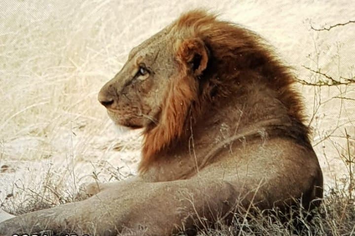 Lake Nakuru National Park Day Tour from Nairobi