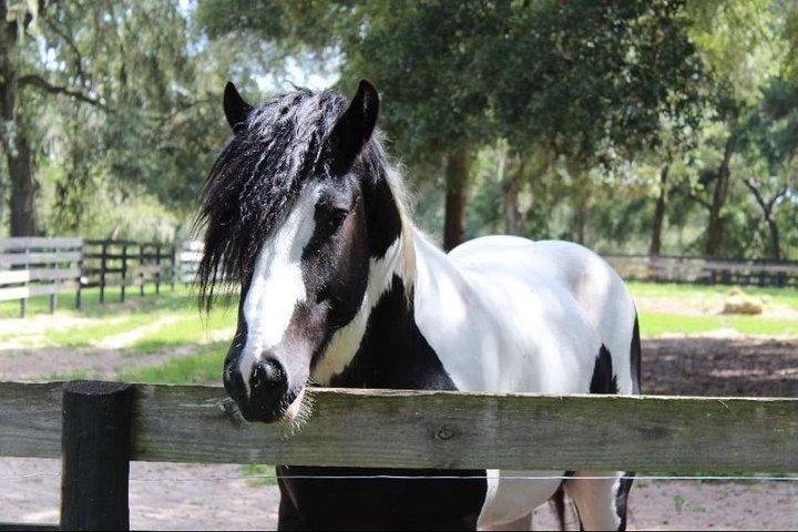 Gypsy Gold Horse Farm Tour