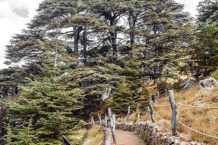 Cedars of Lebanon, Qozhaya, & Bcharreh - With Lunch