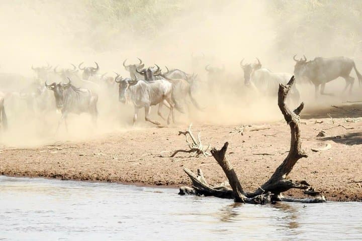My Africa - My Safari 6 days Safari Adventure