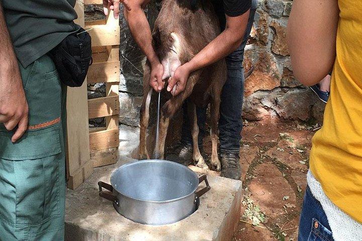 Crete Off-Road & Flavors Safari: Wine, Olive Oil & Mountain Life