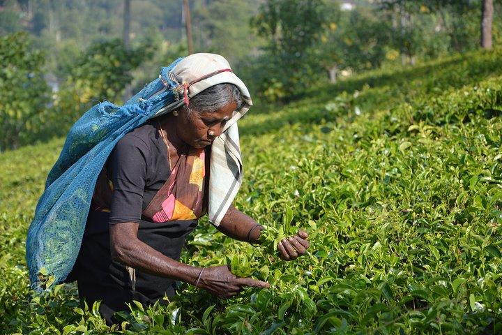 Shore Excursion From Colombo port to Ingiriya Tea Plantation & back for 2 People