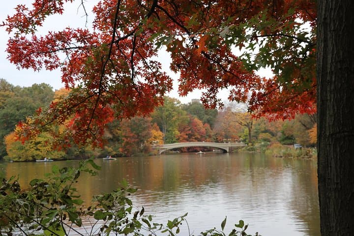 Romantic Proposal Carriage Tour in Central Park