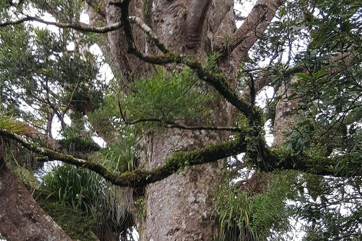 Auckland Sights Exclusive 8 Hour Luxury Day Tour