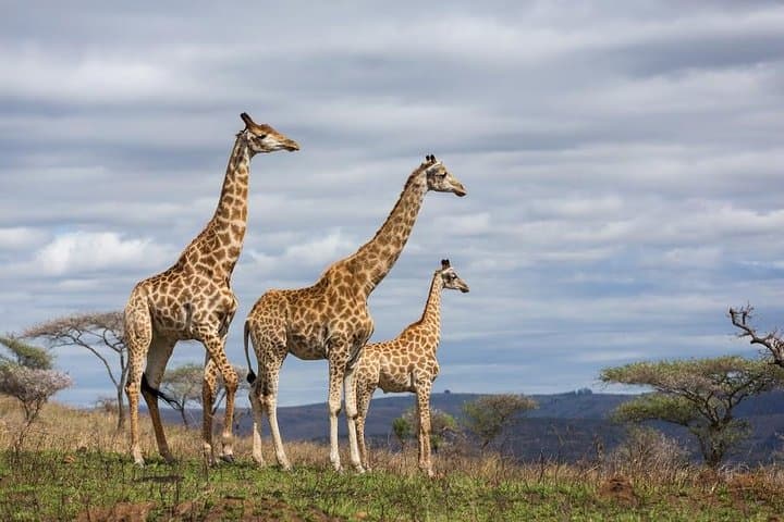 4 Day Amboseli National Park Luxury Safari
