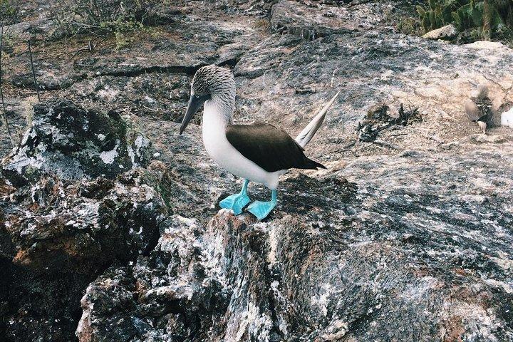 6-Day Galapagos Superior Adventure (Tourist Superior Class)