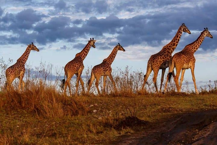 3 days Masai Mara private safari in AA lodge