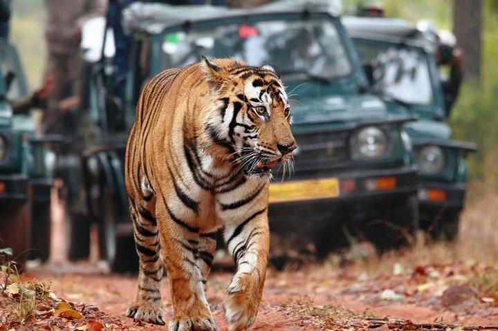 Delhi to Ranthambore Daily Tiger Safari Tour