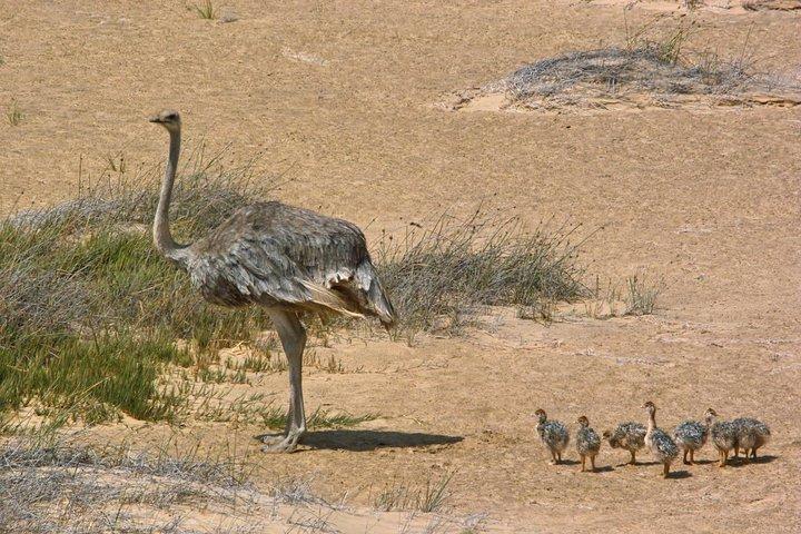 Sandwich Harbour Half-Day 4x4 Tour (5 hours) from Walvis Bay